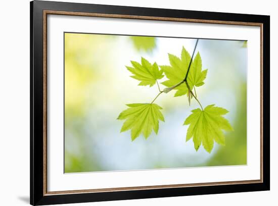 Vine Maple II-Kathy Mahan-Framed Photo