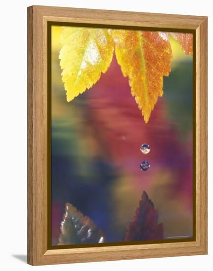 Vine Maple Leaf, USA-Stuart Westmoreland-Framed Premier Image Canvas