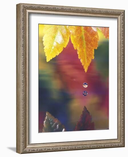 Vine Maple Leaf, USA-Stuart Westmoreland-Framed Photographic Print