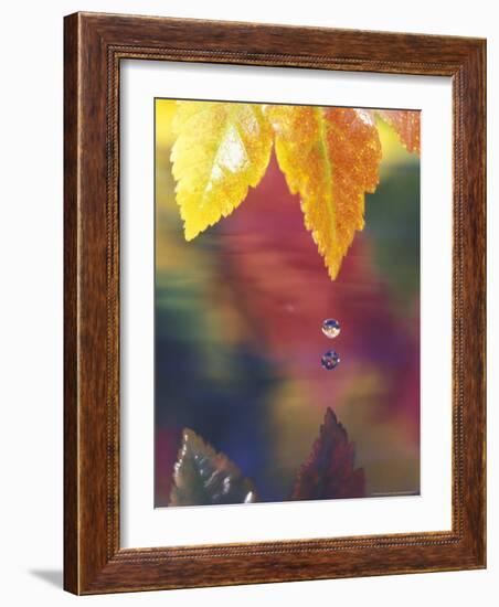 Vine Maple Leaf, USA-Stuart Westmoreland-Framed Photographic Print