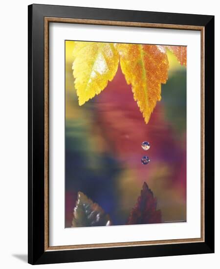 Vine Maple Leaf, USA-Stuart Westmoreland-Framed Photographic Print