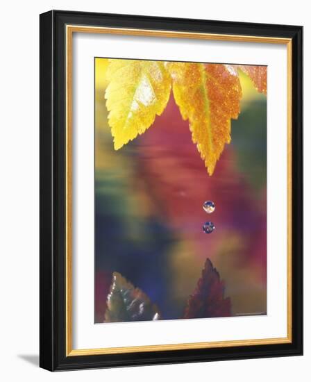 Vine Maple Leaf, USA-Stuart Westmoreland-Framed Photographic Print