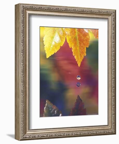 Vine Maple Leaf, USA-Stuart Westmoreland-Framed Photographic Print