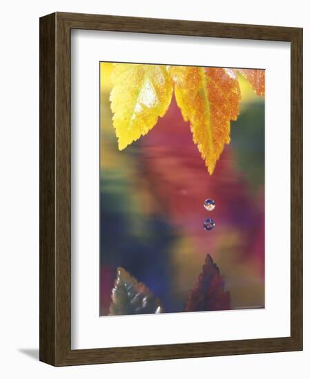 Vine Maple Leaf, USA-Stuart Westmoreland-Framed Photographic Print