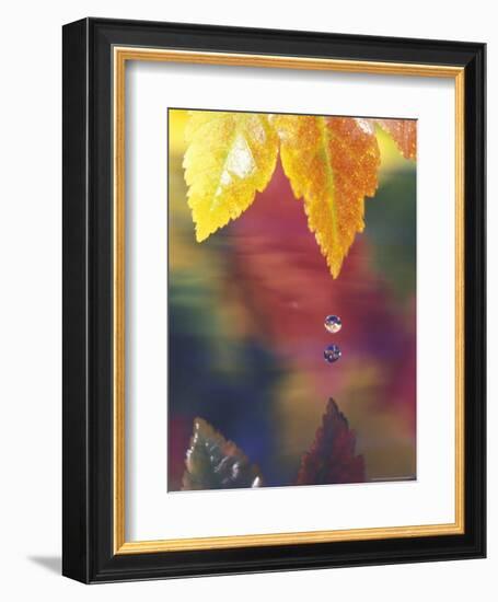 Vine Maple Leaf, USA-Stuart Westmoreland-Framed Photographic Print