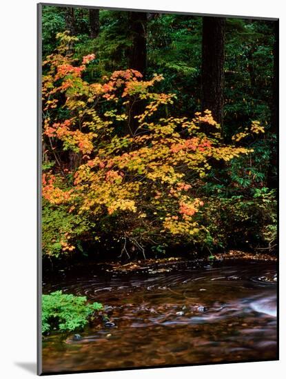 Vine Maple leaves (Acer circinatum) along Salt Creek, Willamette National Forest, Lane County, O...-null-Mounted Photographic Print