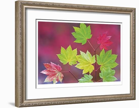 Vine Maple Leaves-Donald Paulson-Framed Giclee Print