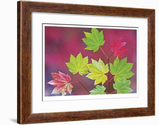 Vine Maple Leaves-Donald Paulson-Framed Giclee Print