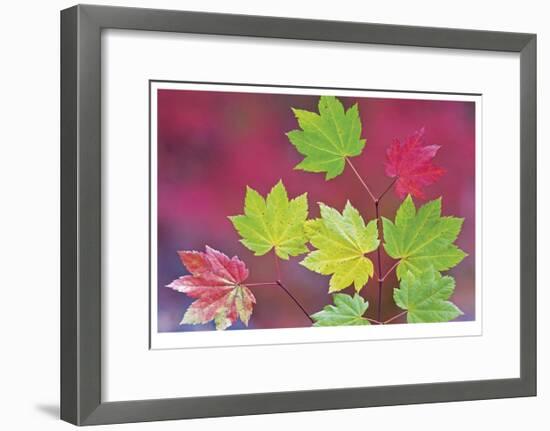 Vine Maple Leaves-Donald Paulson-Framed Giclee Print