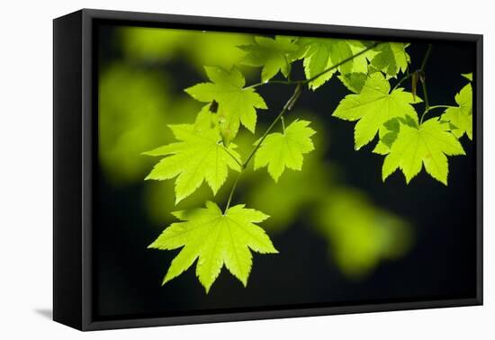 Vine Maple Leaves-Darrell Gulin-Framed Premier Image Canvas