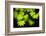 Vine Maple Leaves-Darrell Gulin-Framed Photographic Print