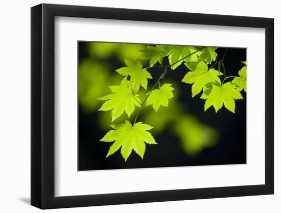 Vine Maple Leaves-Darrell Gulin-Framed Photographic Print