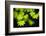 Vine Maple Leaves-Darrell Gulin-Framed Photographic Print