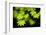 Vine Maple Leaves-Darrell Gulin-Framed Photographic Print