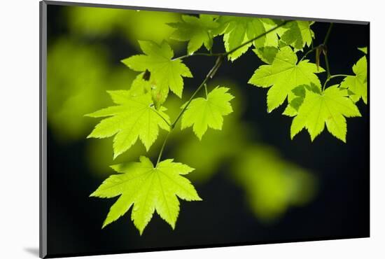 Vine Maple Leaves-Darrell Gulin-Mounted Photographic Print