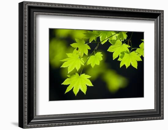 Vine Maple Leaves-Darrell Gulin-Framed Photographic Print