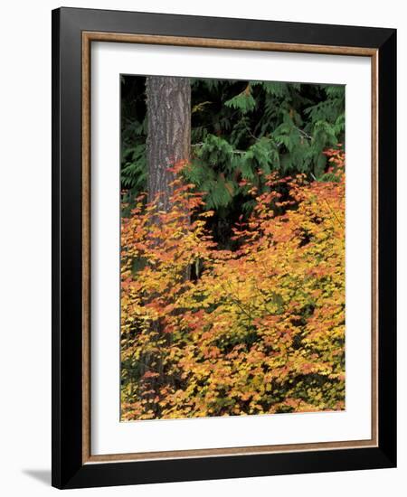 Vine Maple, Mt. Rainier National Park, Washington, USA-William Sutton-Framed Photographic Print
