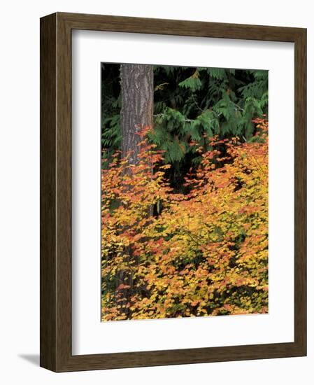 Vine Maple, Mt. Rainier National Park, Washington, USA-William Sutton-Framed Photographic Print