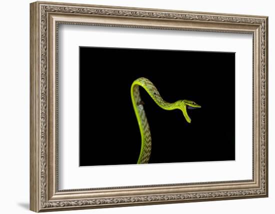 Vine Snake, Mashpi Lodge, Reserva Mashpi Amagusa, Pichincha, Ecuador, South America-Ben Pipe-Framed Photographic Print