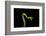 Vine Snake, Mashpi Lodge, Reserva Mashpi Amagusa, Pichincha, Ecuador, South America-Ben Pipe-Framed Photographic Print