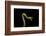 Vine Snake, Mashpi Lodge, Reserva Mashpi Amagusa, Pichincha, Ecuador, South America-Ben Pipe-Framed Photographic Print