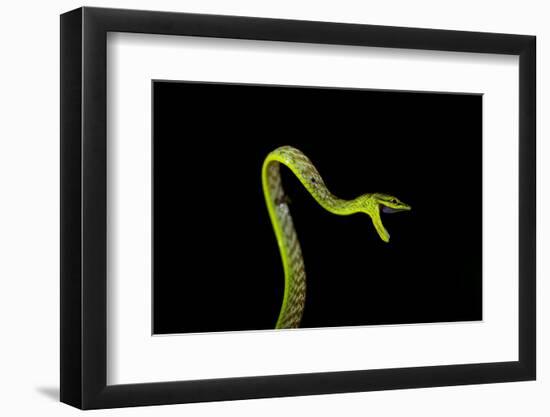 Vine Snake, Mashpi Lodge, Reserva Mashpi Amagusa, Pichincha, Ecuador, South America-Ben Pipe-Framed Photographic Print