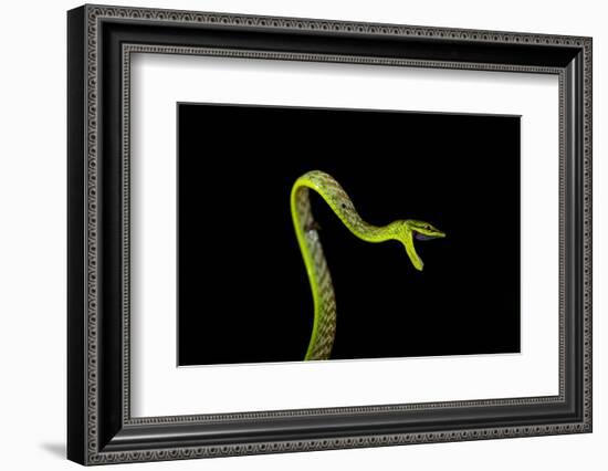 Vine Snake, Mashpi Lodge, Reserva Mashpi Amagusa, Pichincha, Ecuador, South America-Ben Pipe-Framed Photographic Print