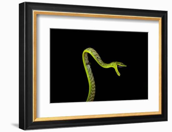 Vine Snake, Mashpi Lodge, Reserva Mashpi Amagusa, Pichincha, Ecuador, South America-Ben Pipe-Framed Photographic Print