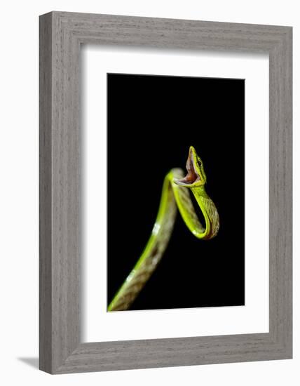 Vine Snake, Mashpi Lodge, Reserva Mashpi Amagusa, Pichincha, Ecuador, South America-Ben Pipe-Framed Photographic Print