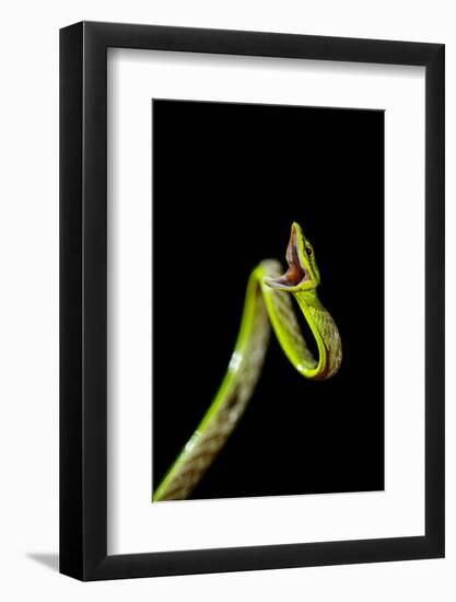 Vine Snake, Mashpi Lodge, Reserva Mashpi Amagusa, Pichincha, Ecuador, South America-Ben Pipe-Framed Photographic Print