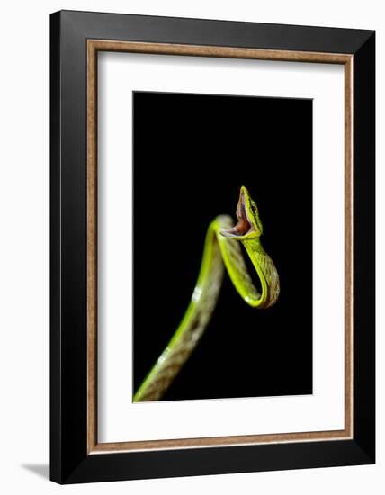 Vine Snake, Mashpi Lodge, Reserva Mashpi Amagusa, Pichincha, Ecuador, South America-Ben Pipe-Framed Photographic Print