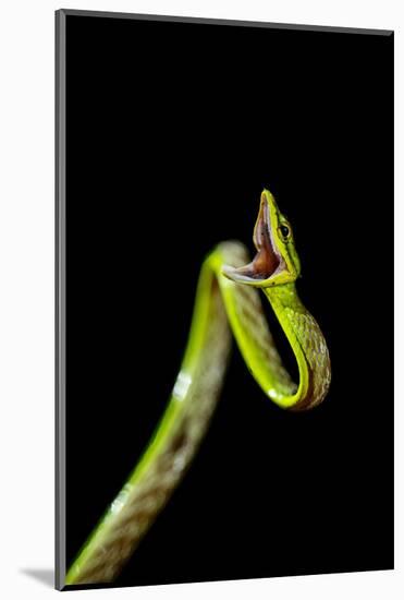 Vine Snake, Mashpi Lodge, Reserva Mashpi Amagusa, Pichincha, Ecuador, South America-Ben Pipe-Mounted Photographic Print