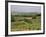 Vines and Vineyards on Rolling Countryside in the Heart of the Chianti District North of Siena-Pearl Bucknall-Framed Photographic Print