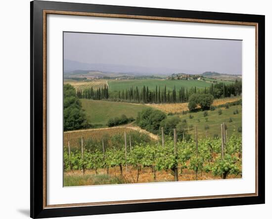 Vines and Vineyards on Rolling Countryside in the Heart of the Chianti District North of Siena-Pearl Bucknall-Framed Photographic Print