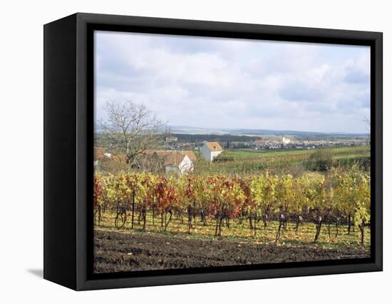 Vines at Vineyard in Autumn, Brnensko, Czech Republic-Richard Nebesky-Framed Premier Image Canvas