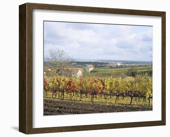 Vines at Vineyard in Autumn, Brnensko, Czech Republic-Richard Nebesky-Framed Photographic Print