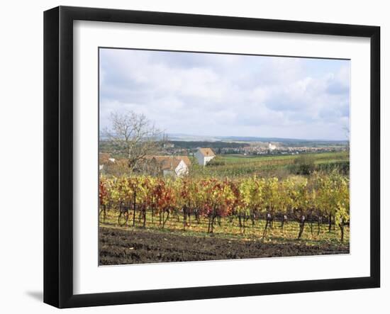 Vines at Vineyard in Autumn, Brnensko, Czech Republic-Richard Nebesky-Framed Photographic Print