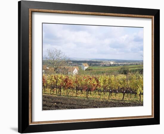 Vines at Vineyard in Autumn, Brnensko, Czech Republic-Richard Nebesky-Framed Photographic Print