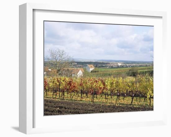 Vines at Vineyard in Autumn, Brnensko, Czech Republic-Richard Nebesky-Framed Photographic Print