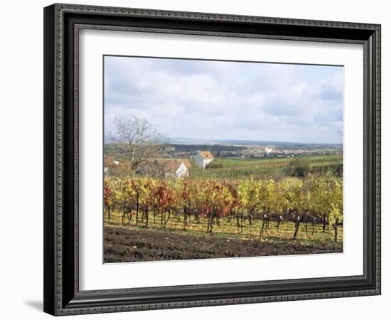 Vines at Vineyard in Autumn, Brnensko, Czech Republic-Richard Nebesky-Framed Photographic Print