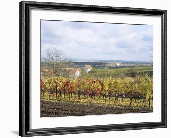 Vines at Vineyard in Autumn, Brnensko, Czech Republic-Richard Nebesky-Framed Photographic Print