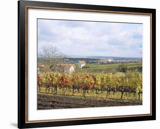 Vines at Vineyard in Autumn, Brnensko, Czech Republic-Richard Nebesky-Framed Photographic Print