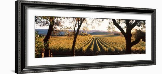 Vines in a Vineyard, Far Niente Winery, Napa Valley, California, USA-null-Framed Premium Photographic Print