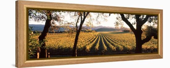 Vines in a Vineyard, Far Niente Winery, Napa Valley, California, USA-null-Framed Premier Image Canvas