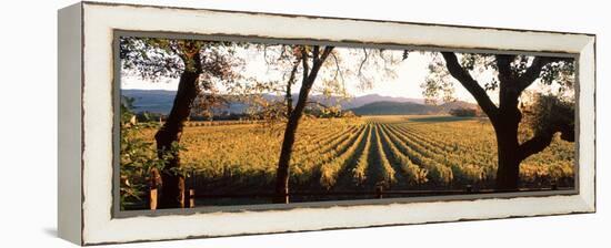 Vines in a Vineyard, Far Niente Winery, Napa Valley, California, USA-null-Framed Premier Image Canvas