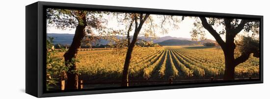 Vines in a Vineyard, Far Niente Winery, Napa Valley, California, USA-null-Framed Premier Image Canvas