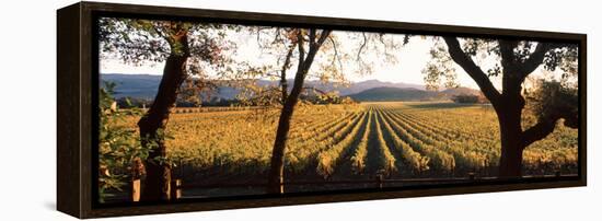 Vines in a Vineyard, Far Niente Winery, Napa Valley, California, USA-null-Framed Premier Image Canvas