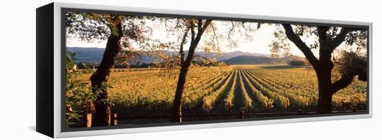 Vines in a Vineyard, Far Niente Winery, Napa Valley, California, USA-null-Framed Premier Image Canvas