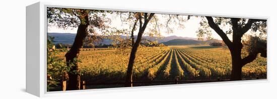 Vines in a Vineyard, Far Niente Winery, Napa Valley, California, USA-null-Framed Premier Image Canvas