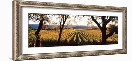 Vines in a Vineyard, Far Niente Winery, Napa Valley, California, USA-null-Framed Photographic Print